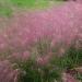 Pink Muhly Grass