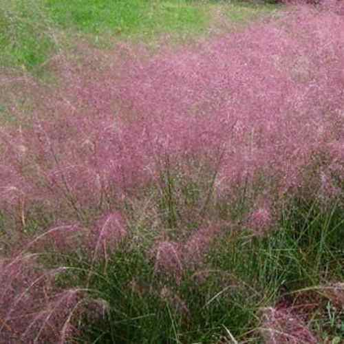 50 Graines Muhlenbergia capillaris Pink Muhly Grass seeds Hairgrass 