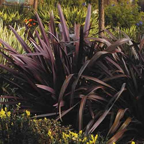 New Zealand Flax Purpureum Phormium Tenax Ornamental Grass