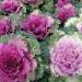 Ornamental Kale