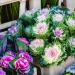 Ornamental Kale Plant