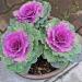 Ornamental Kale Garden