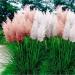 Pampas Grass Ornamental Grass Mix