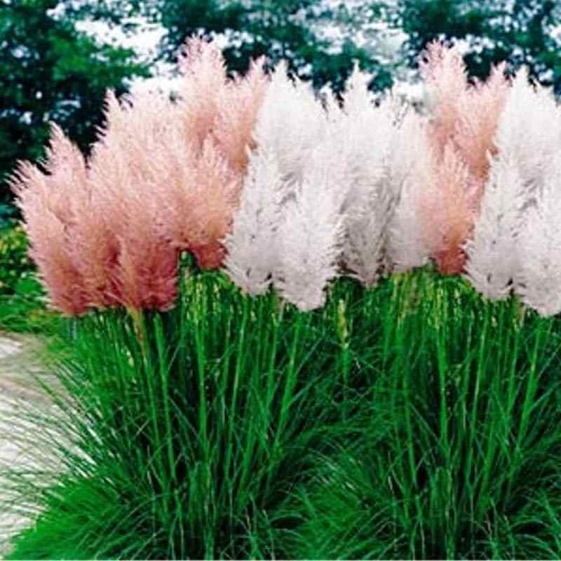 Pampas Grass Seed Mix - Cortaderia Selloana Ornamental Grass Seeds