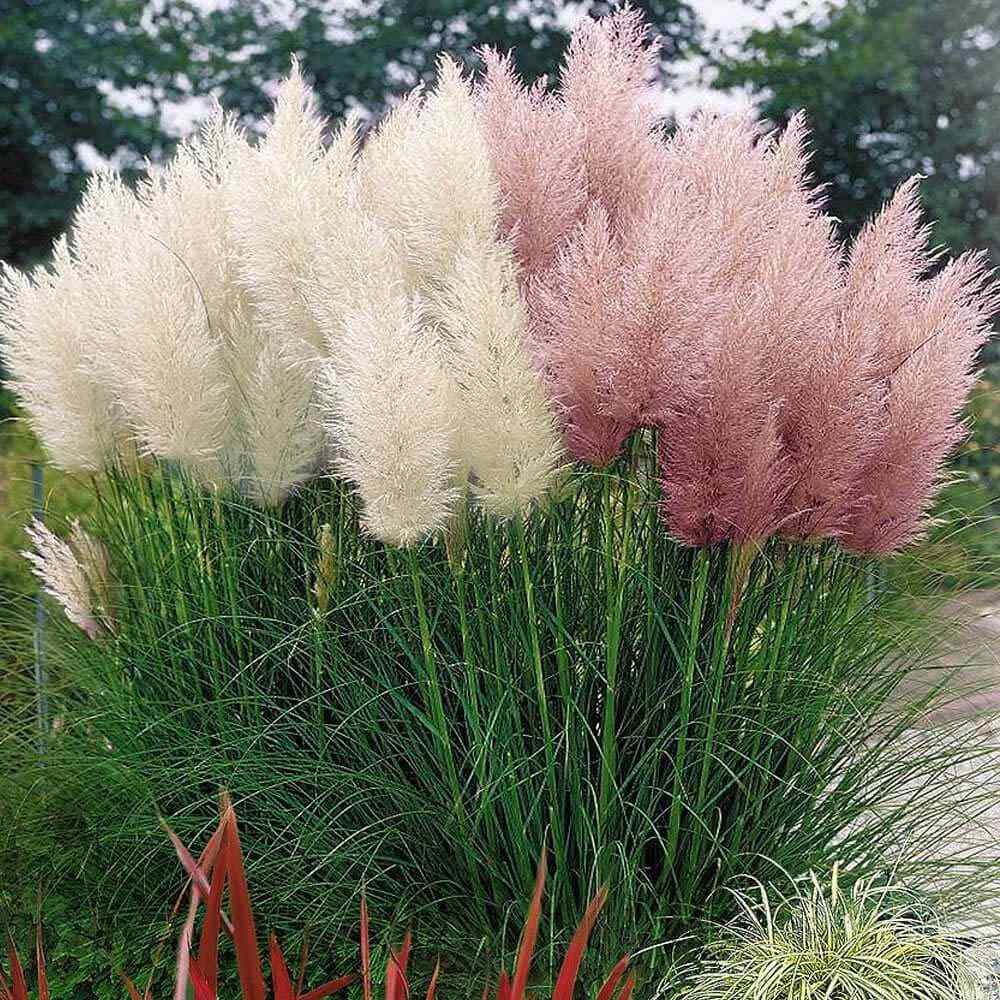 Pampas grass, Drought-tolerant, Ornamental, Invasive