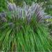 Black Flower Ornamental Grass