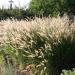 Pennisetum Alopecuroides Ornamental Grass