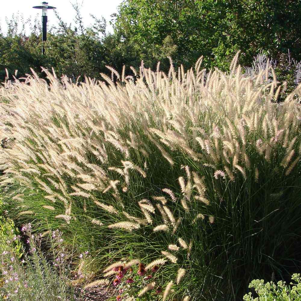 fountain grass seeds - alopecuroides