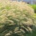Fountain Ornamental Grass Alopecuroides