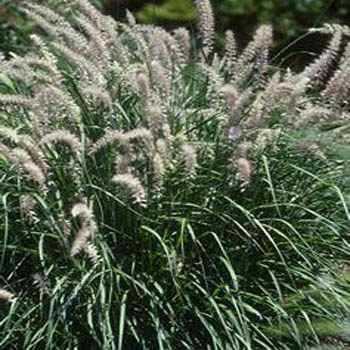 Fountain Grass Orientale