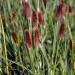 Pennisetum Red Buttons