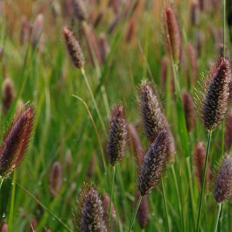 Pennisetum Red Buttons Drought Tolerant Ornamental Grass For Xeriscaping