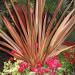 Phormium Tenax New Hybrids Grass