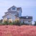 Pink Muhly Ornamental Grass