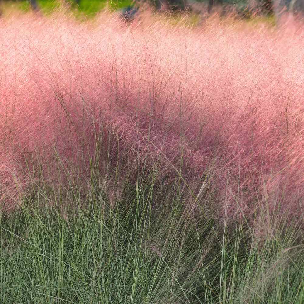 Muhlenbergia capillaris Seeds Home Bonsai Ornamental 1000pcs Pink Muhly Grass 