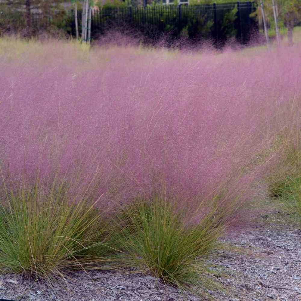 Muhly Grass Seeds Pink Muhly Ornamental Grass Seed