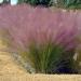 Muhlenbergia Grass