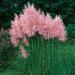 Pink Pampas Ornamental Grass