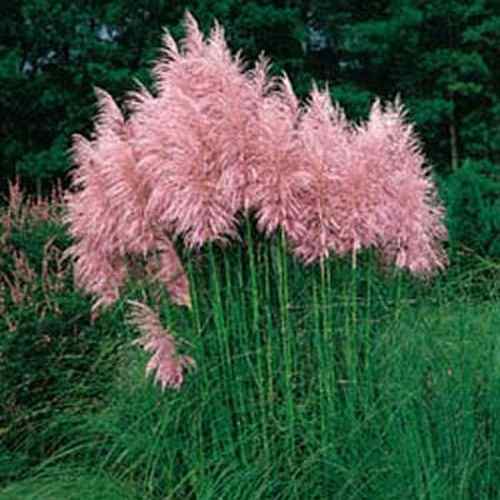 Pink Pampas Grass 200 Seeds - Cortaderia - Hirt's Gardens