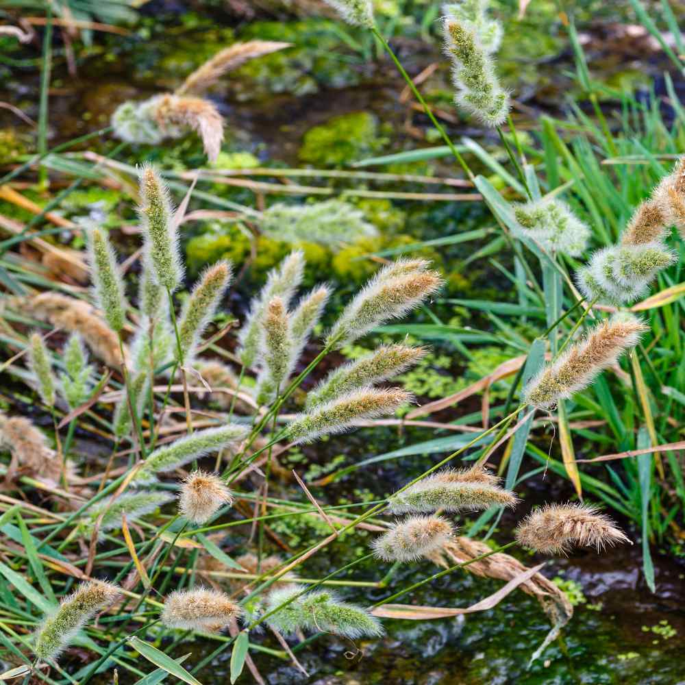 Annual Rabbits Foot Grass