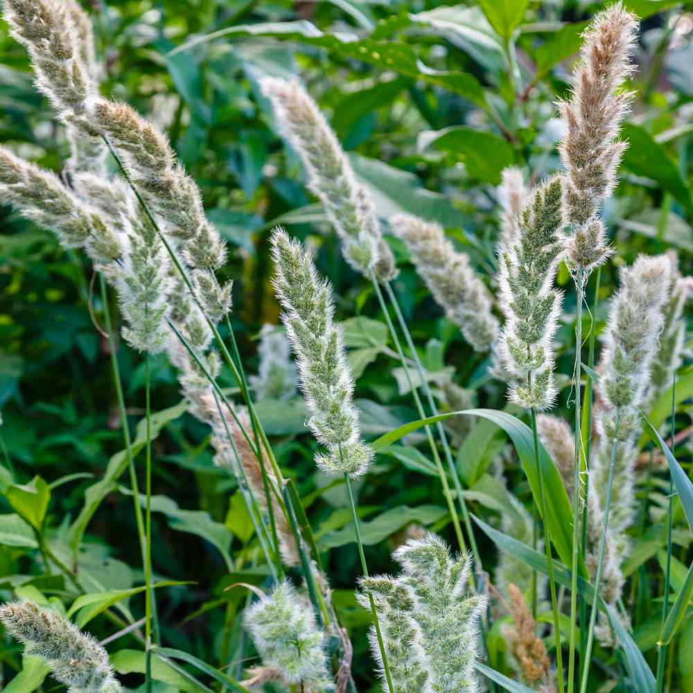 Rabbits Foot Ornamental Grass