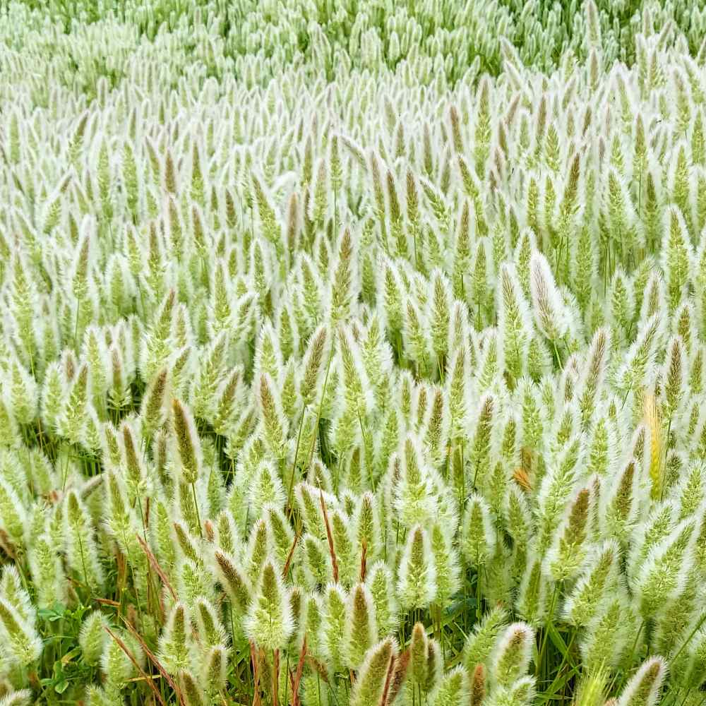 Polypogon Ornamental Grass