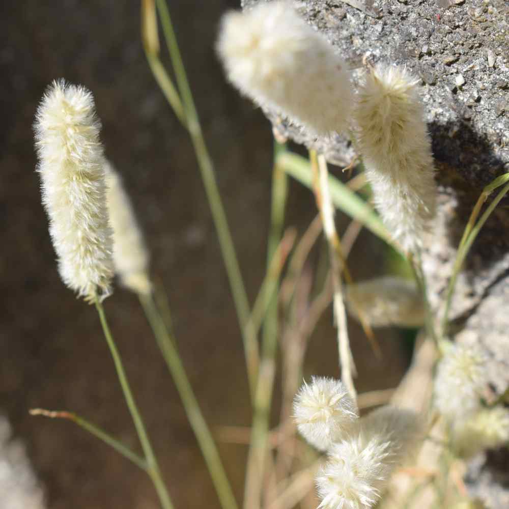 Polypogon Seeds