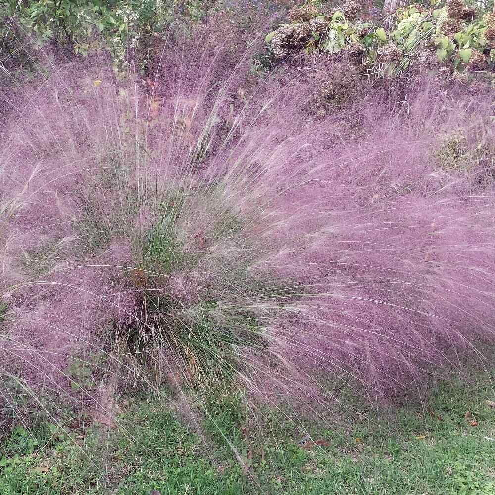 Outsidepride Pampas Grass Seeds - Pink - 1000 Seeds