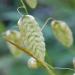 Quaking Grass