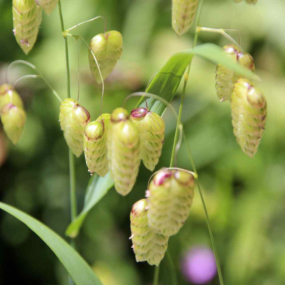 Quaking Grass Is...