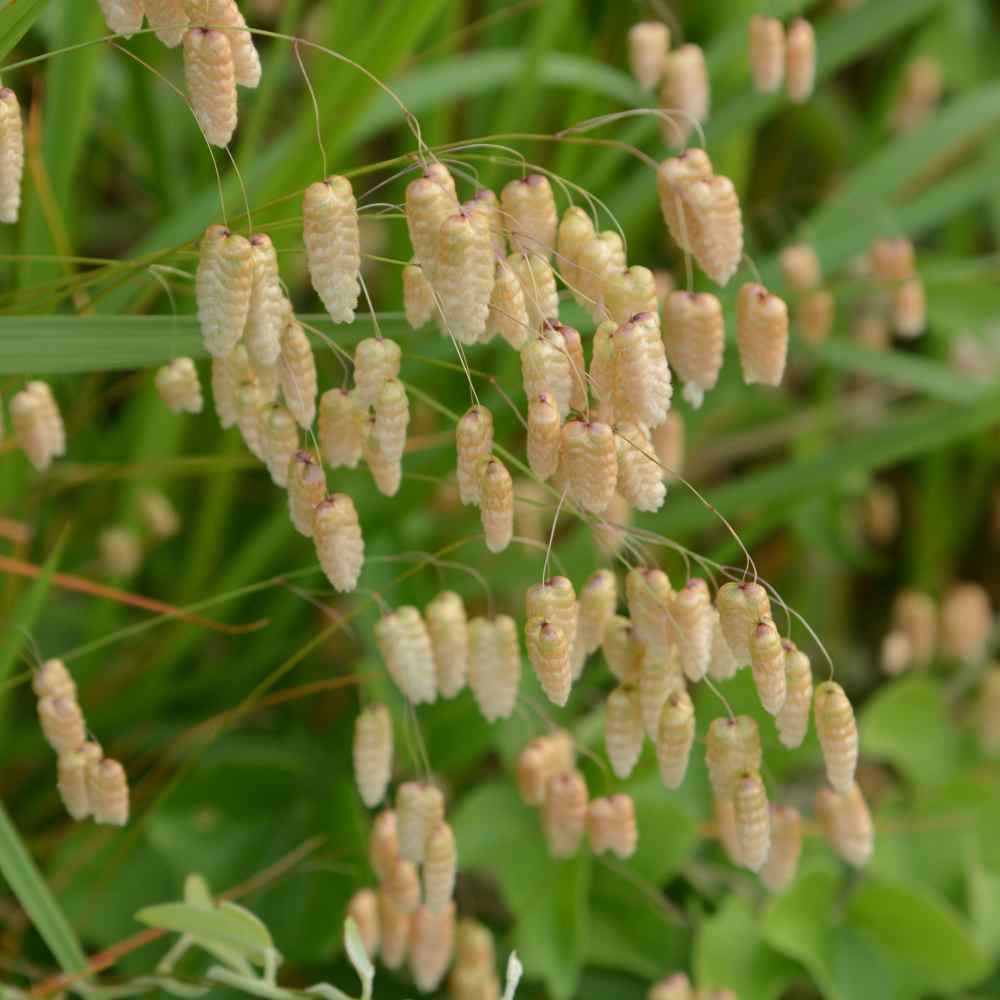 Quaking Grass Seeds