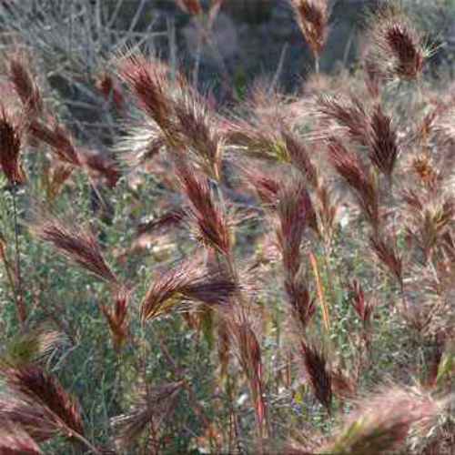 Red Brome