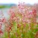 Ruby Grass Ornamental Grass Panicles