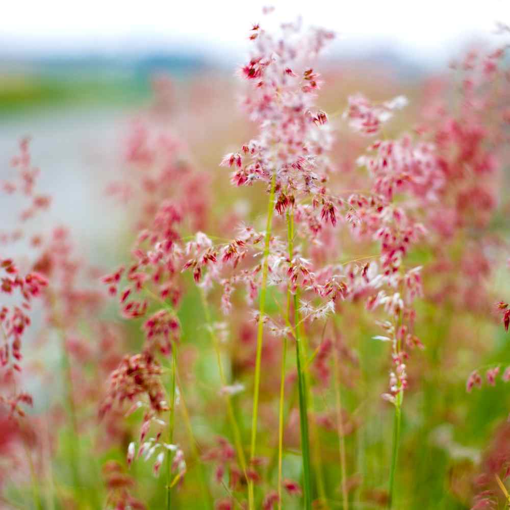 Spectacular Blooming Grass