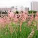 Pink Crystals Ornamentla Grass