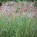 Ruby Grass Ornamental Grasses