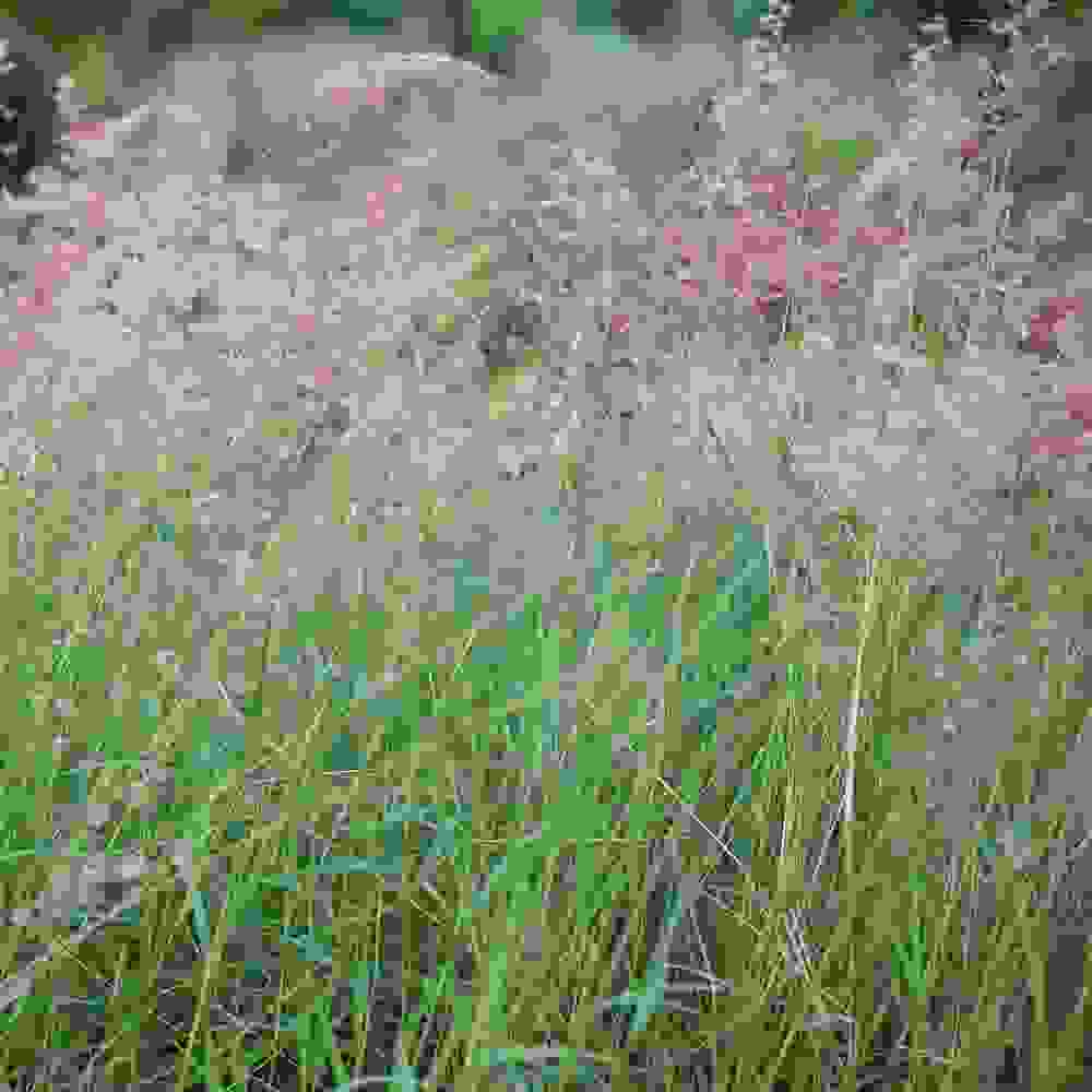 Ruby Grass Ornamental Grasses