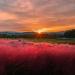 Ruby Muhly Grass