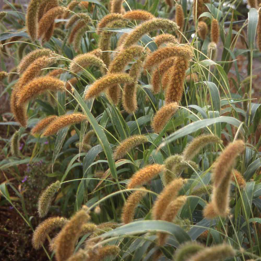 Setaria Macrocheata Grass