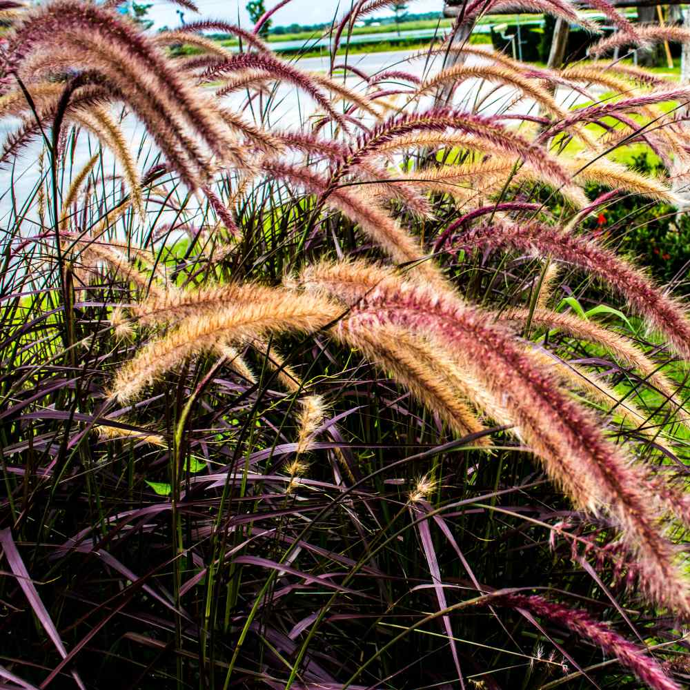 Red Jewel Millet Is...