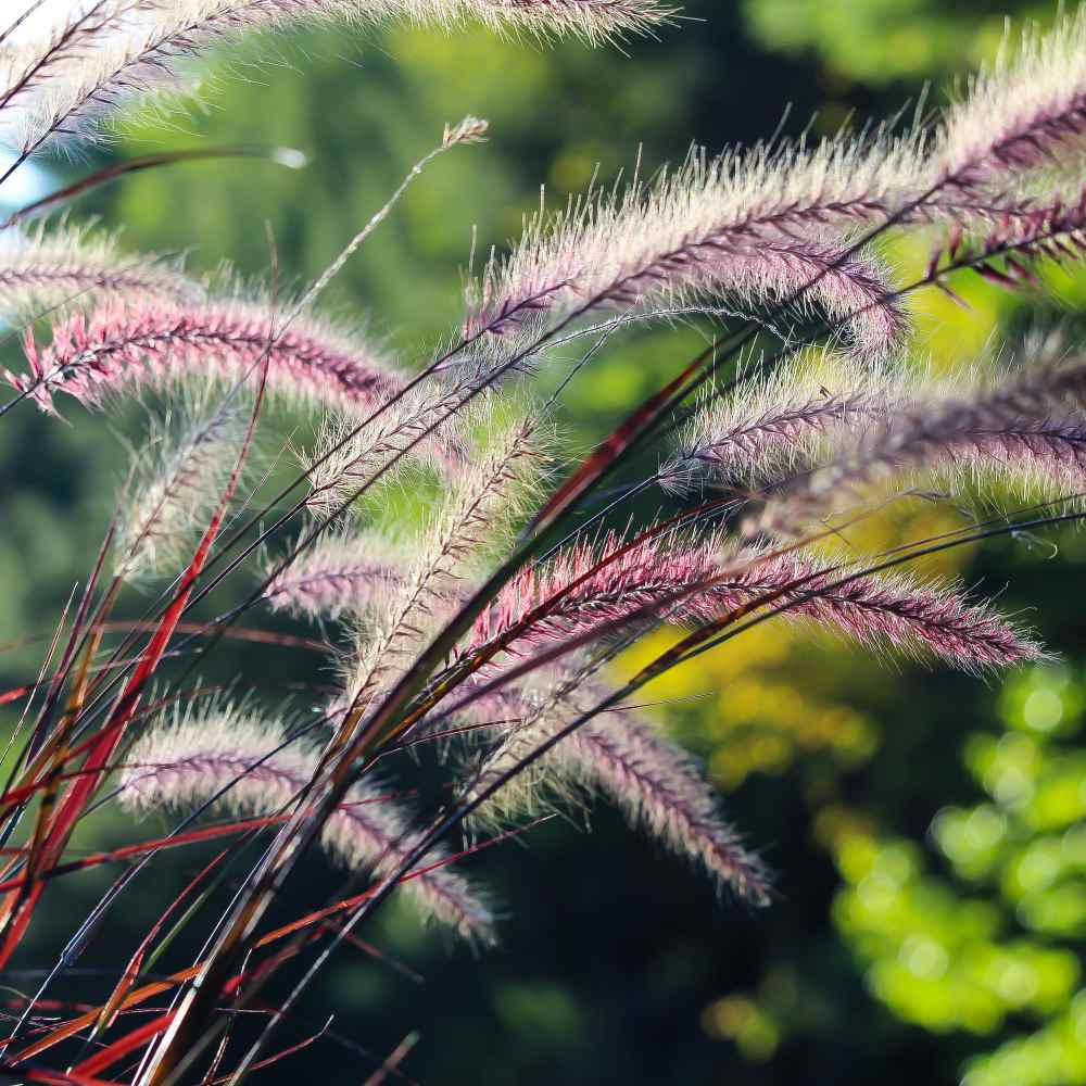 Annual Setaria Red Jewel