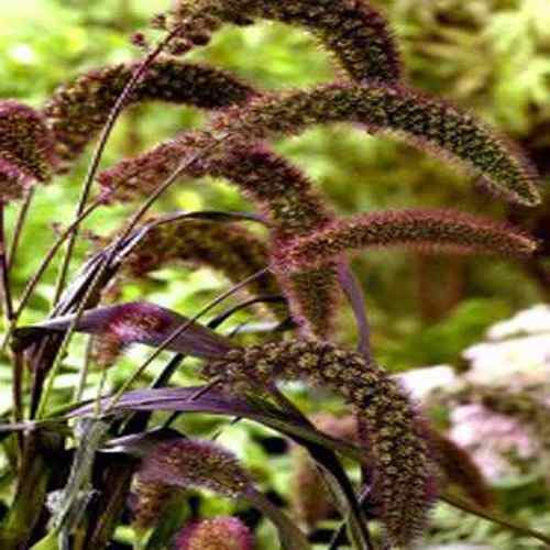 Setaria Red Jewel Foxtail Millet
