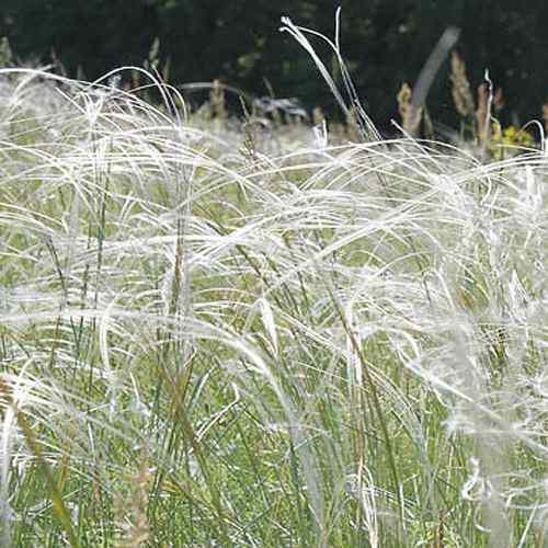 Stipa Barbata Ornamental Grass