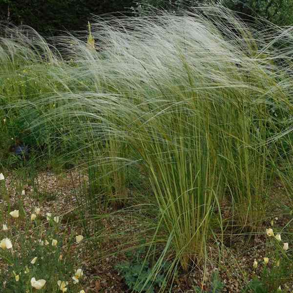 Perennial Stipa Barbata Grass