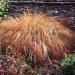 Stipa Arundinacea Pheasant Tails