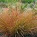 Perennial Stipa Pheasant Tails Ornamental Grass