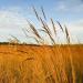 Tall Native Grasses