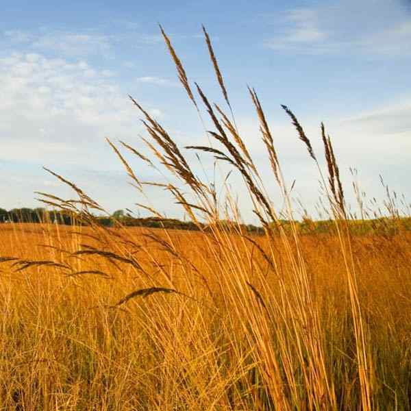 Tall Native Grass Seed