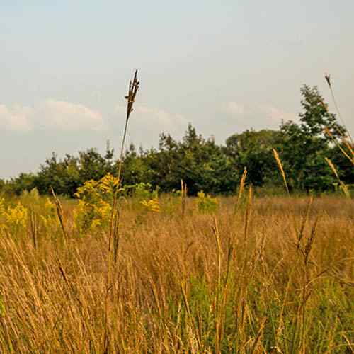 Tall Native Grass Seed