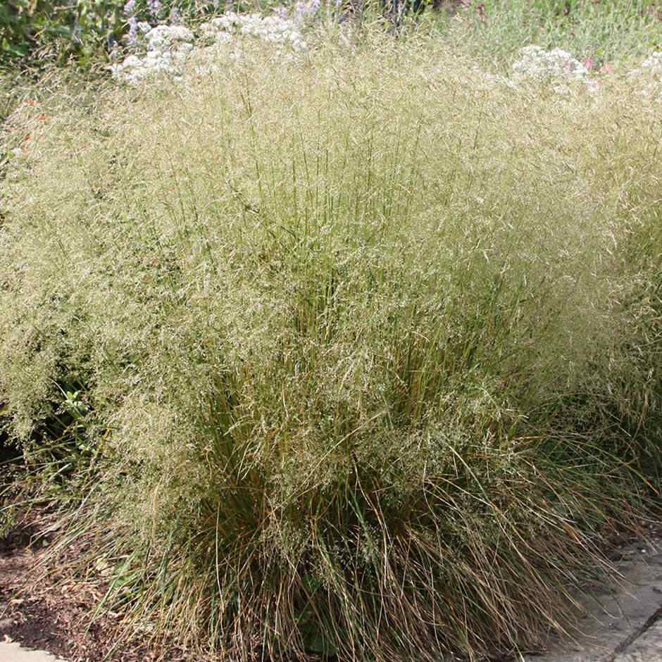 Tufted Hairgrass